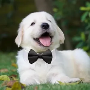 dog bow styles