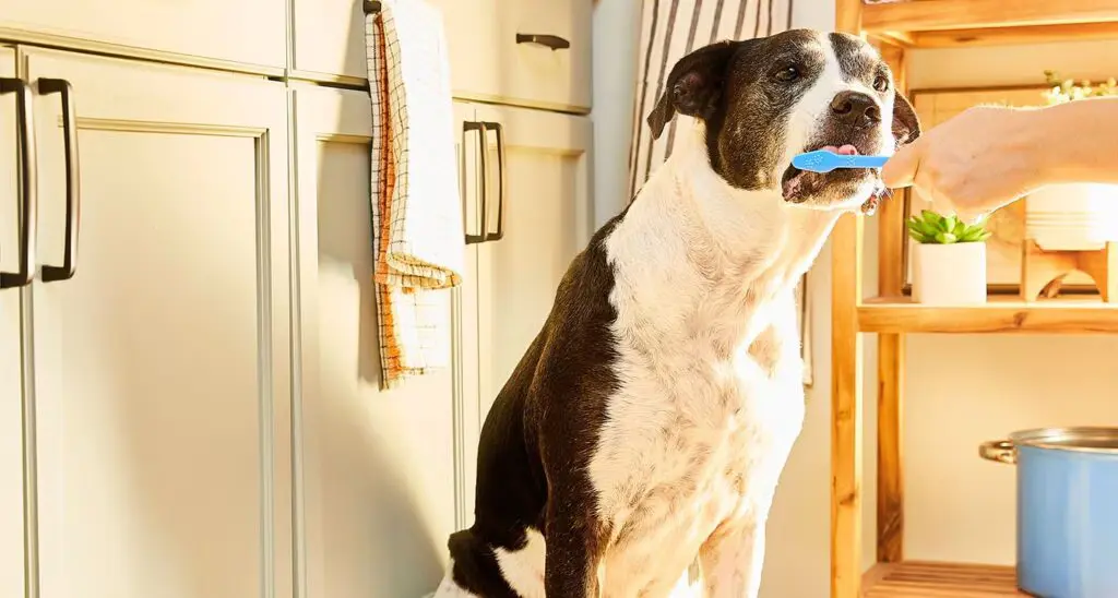 how to clean your dog's teeth at home