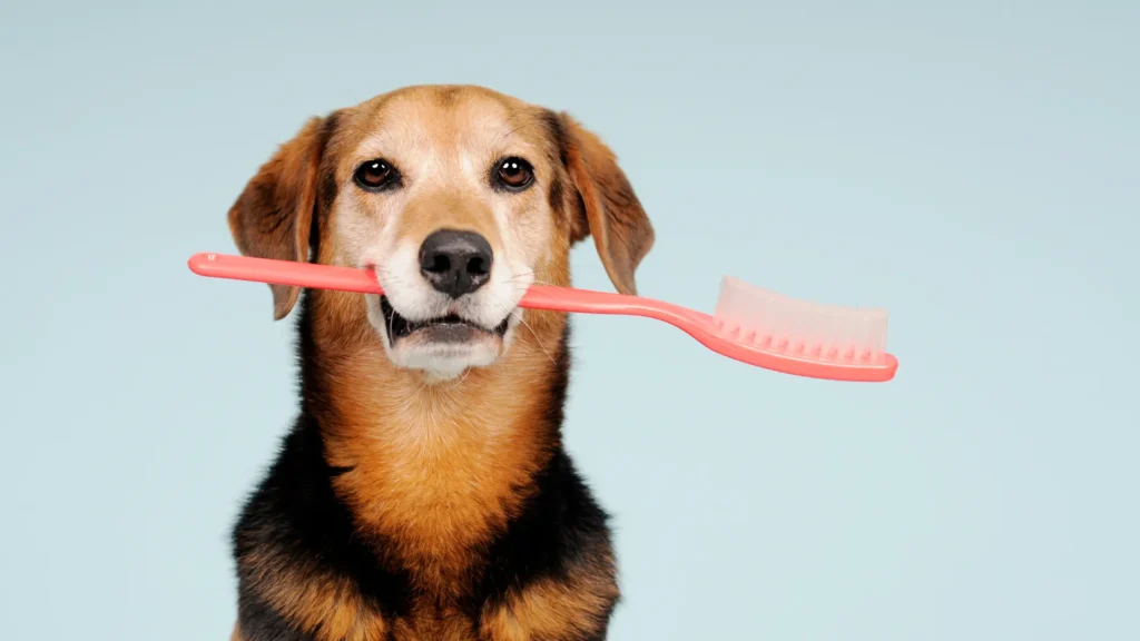 how to clean your dog's teeth at home