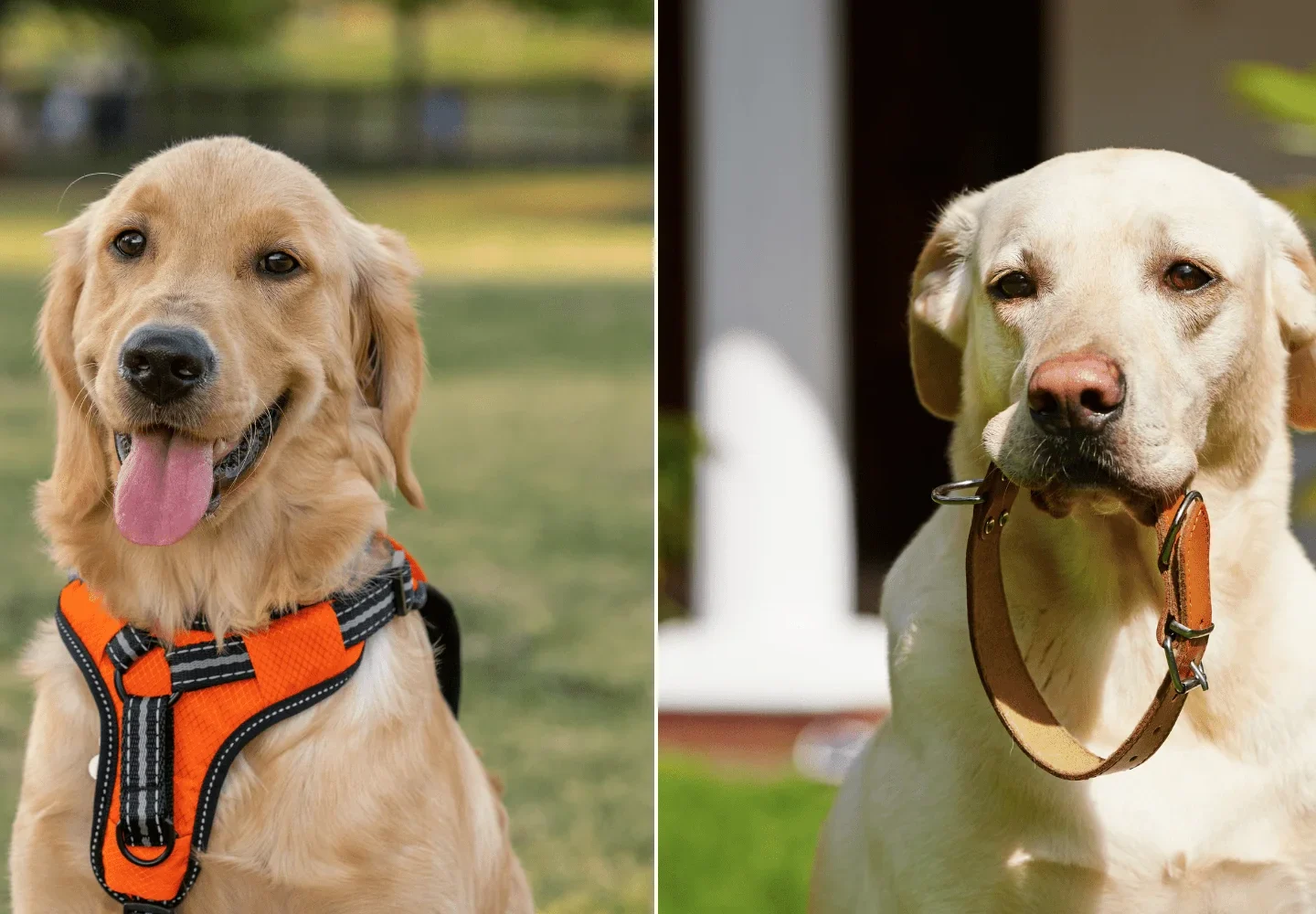 collar vs harness