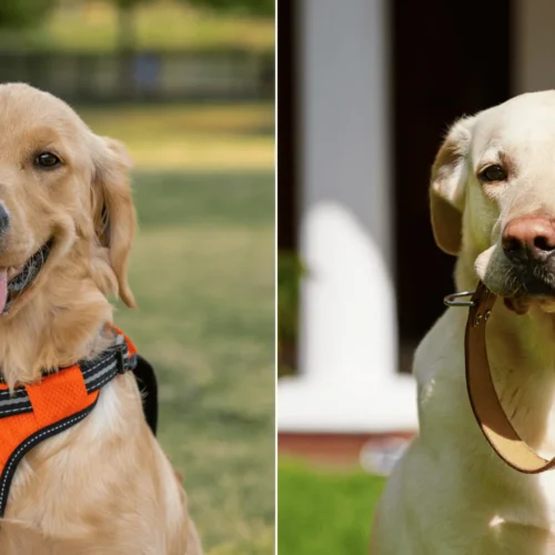Collar vs Harness: Which Is Better for Your Dog