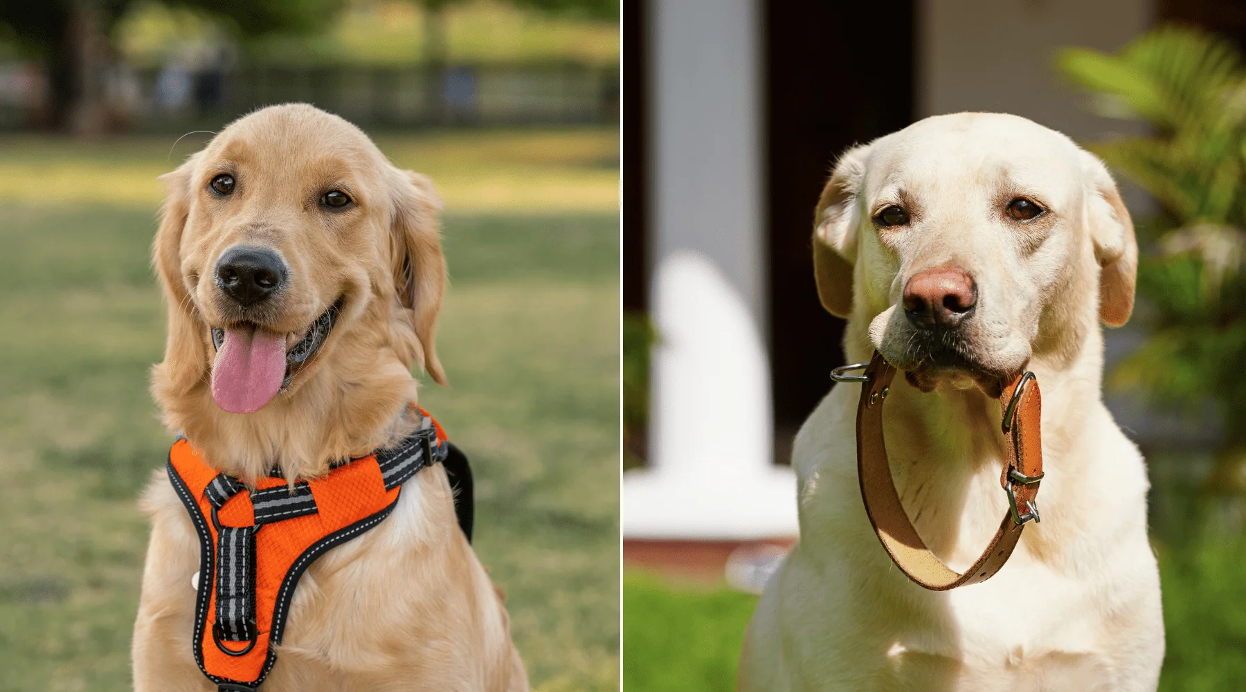 collar vs harness