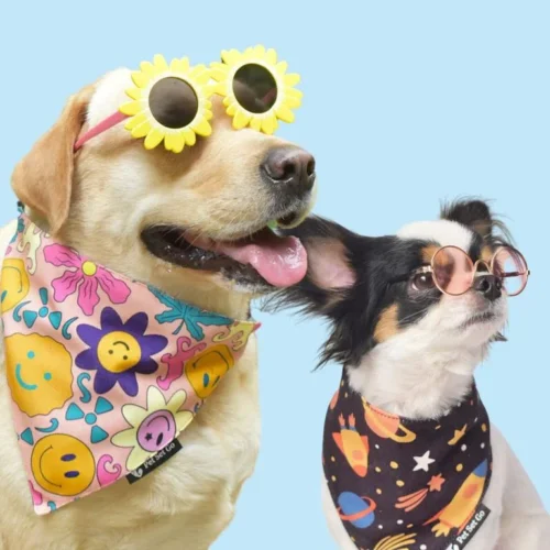 7 Best Dog Bandanas for Every Season & Occasion
