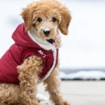 Dog Clothes Fabric Guide: Comfort, Safety & What to Avoid