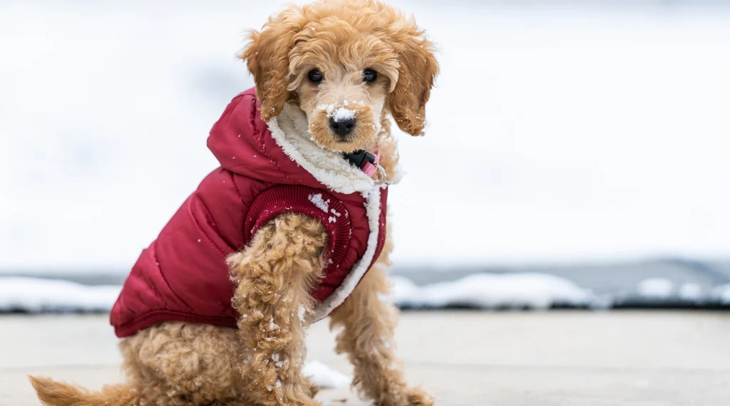 dog clothes fabric guide