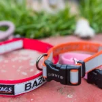 How Tight Should a Dog Collar Be? A Complete Fit Guide for Every Dog Owner