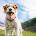 Dog Safety Tips for the Holidays: How to Keep Your Pet Safe and Happy