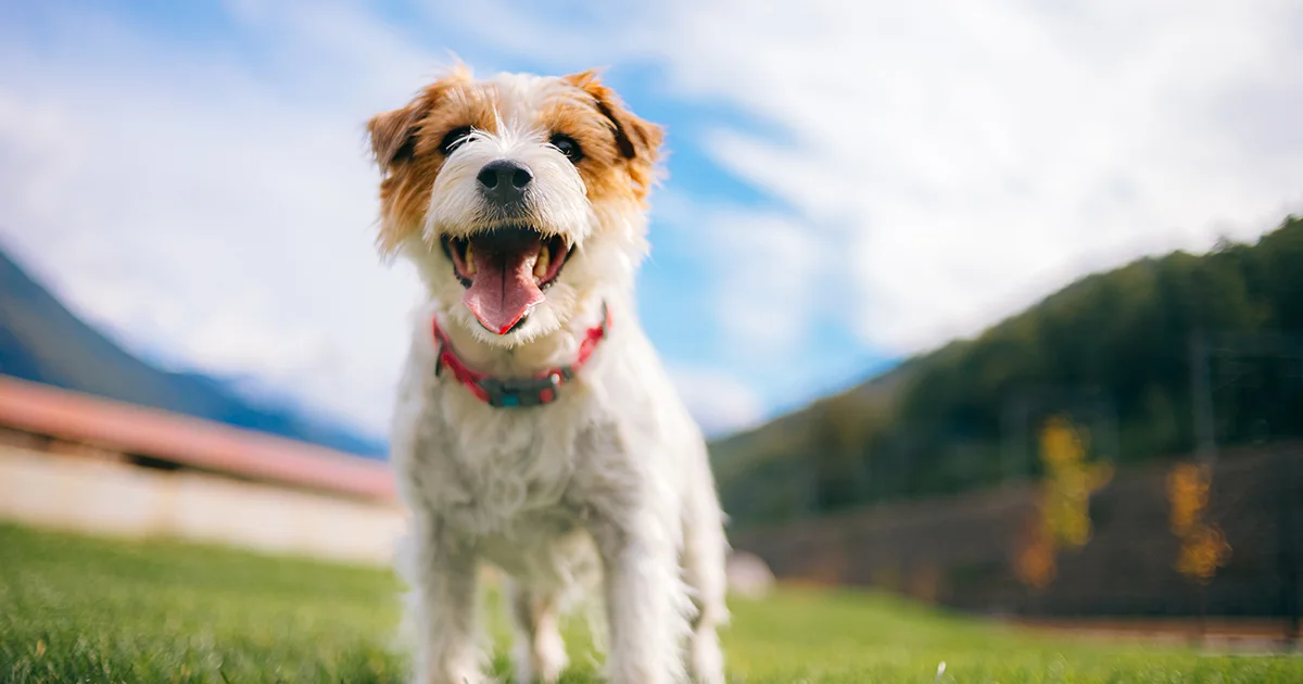 dog safety tips for the holidays