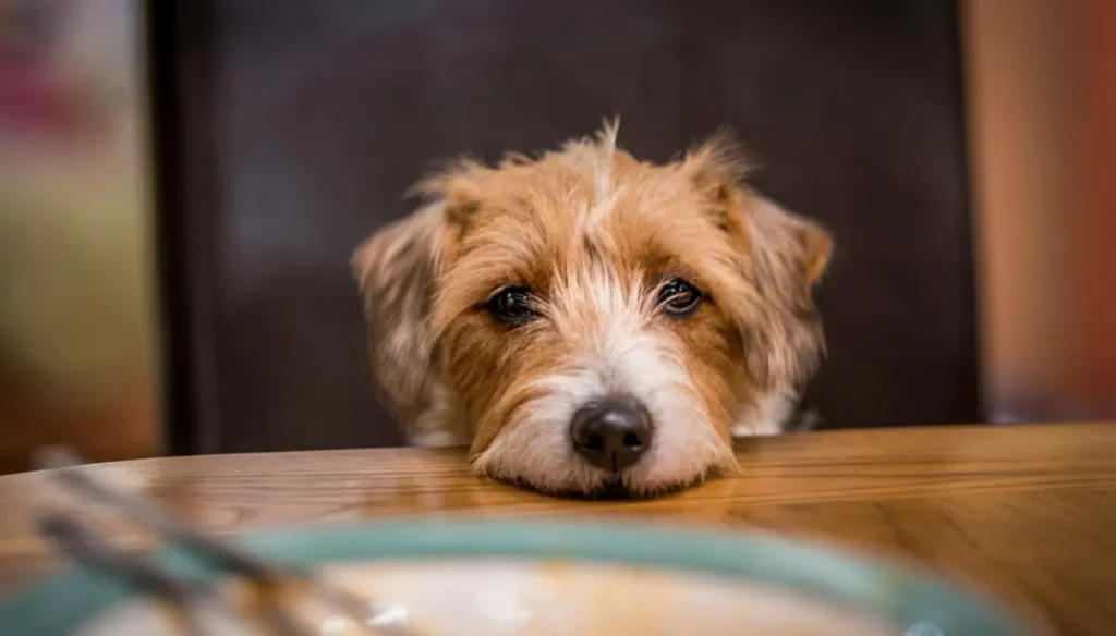 dog safety tips for the holidays