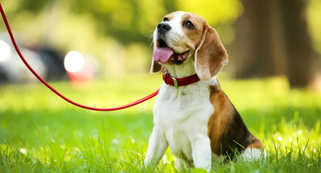 dog safety tips for the holidays