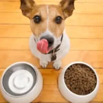 How to Choose the Right Food for Your Dog’s Breed and Age