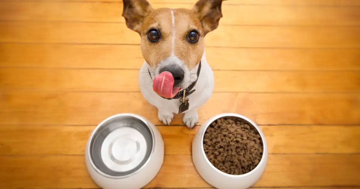 how to choose the right food for your dog's breed and age