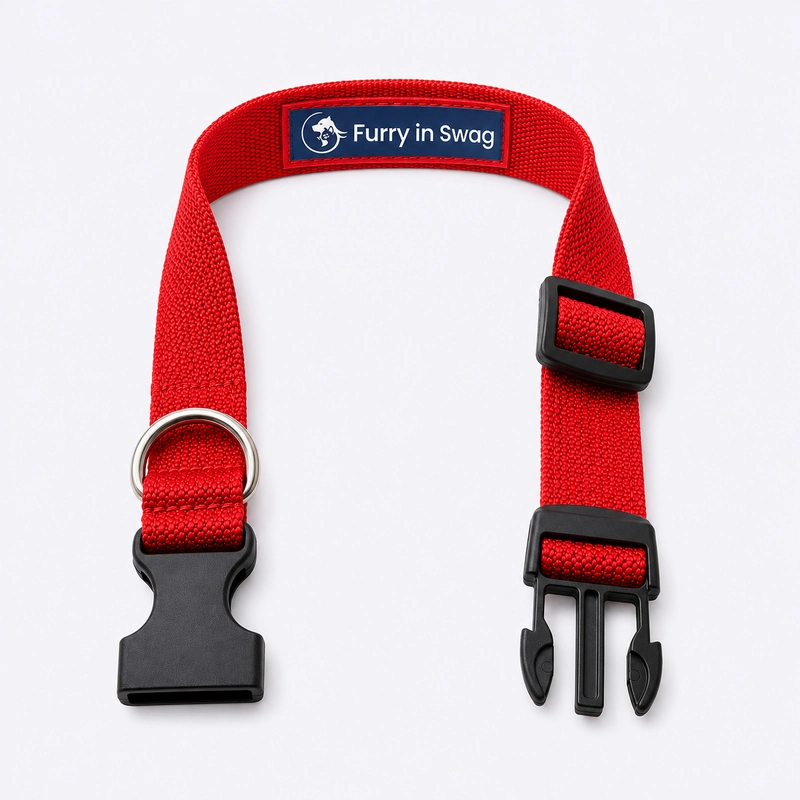 Furry-in-swag-red-collar-02 Furry-in-swag-red-collar-02