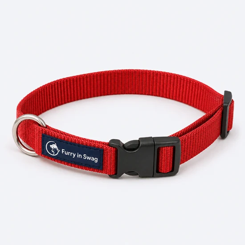 Furry-in-swag-red-collar-03 Furry-in-swag-red-collar-03