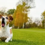 How to Stop Excessive dog Barking