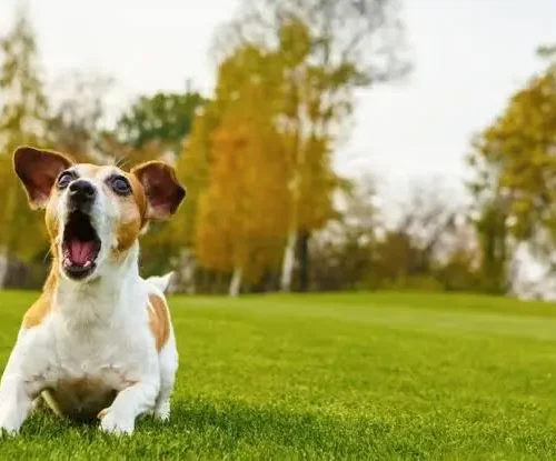 How to Stop Excessive dog Barking
