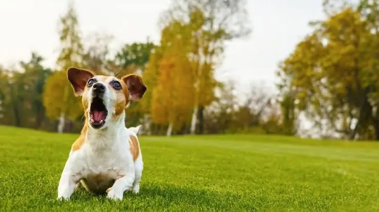 how to stop excessive dog barking