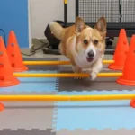 Top 12 Indoor Games to Keep Your Dog Entertained
