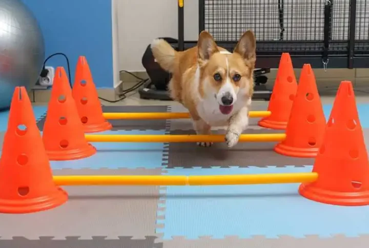 Top 12 Indoor Games to Keep Your Dog Entertained