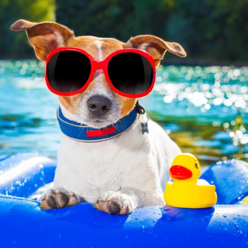 Top 10 Ways to Keep Your Dog Cool in Summer