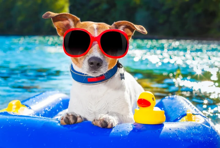 Top 10 Ways to Keep Your Dog Cool in Summer