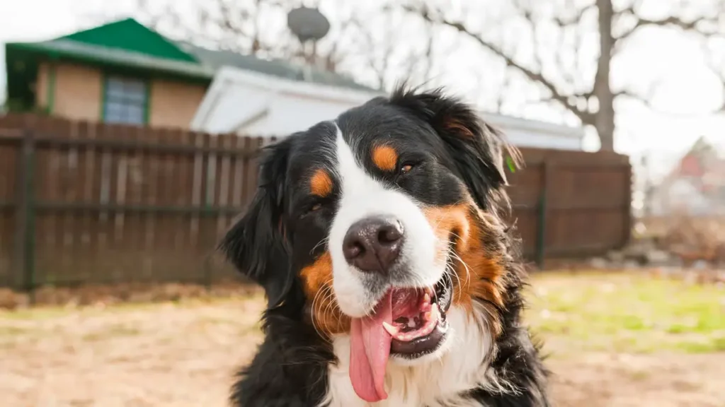 how to choose the right food for your dog's breed and age