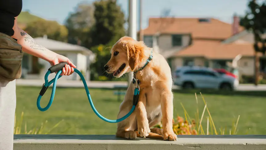How to Protect Your Dog From Mosquito Bites