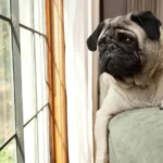 Signs Your Dog Is Stressed or Anxious
