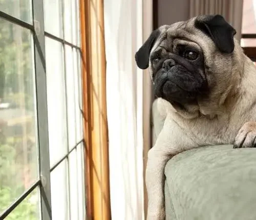 Signs Your Dog Is Stressed or Anxious
