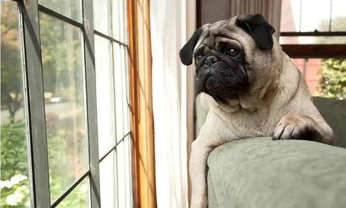 signs your dog is stressed or anxious