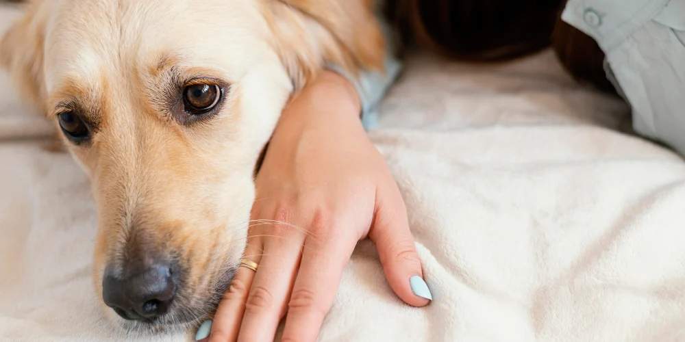 signs your dog is stressed or anxious