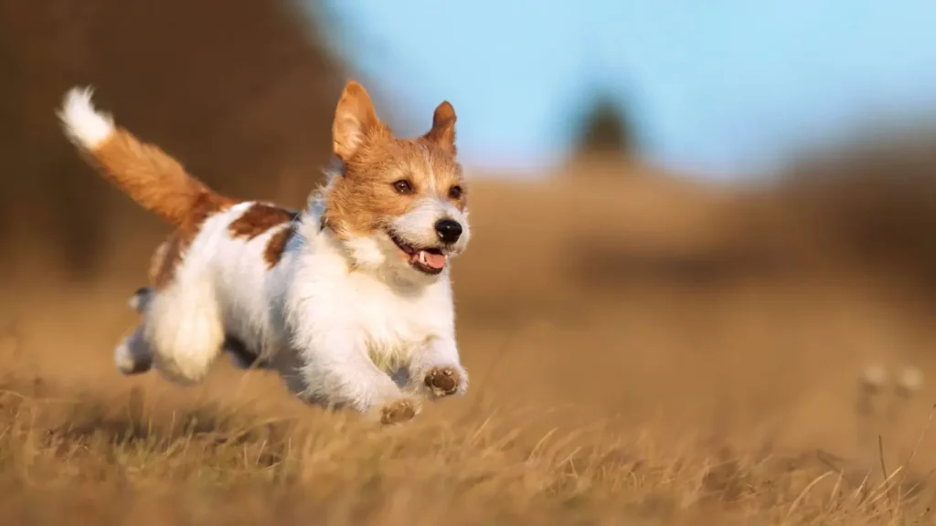 how to choose the right food for your dog's breed and age