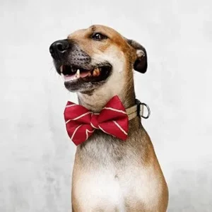 dog bow styles