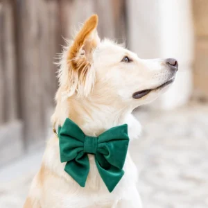 dog bow styles