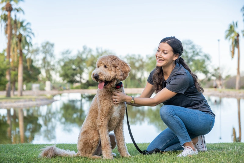 how to train a dog to walk on a collar