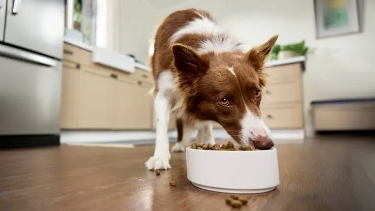what do dogs eat