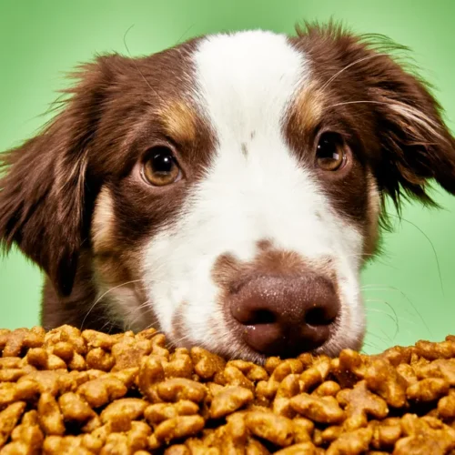 What Do Dogs Eat? Nutrition Basics Every Owner Should Know