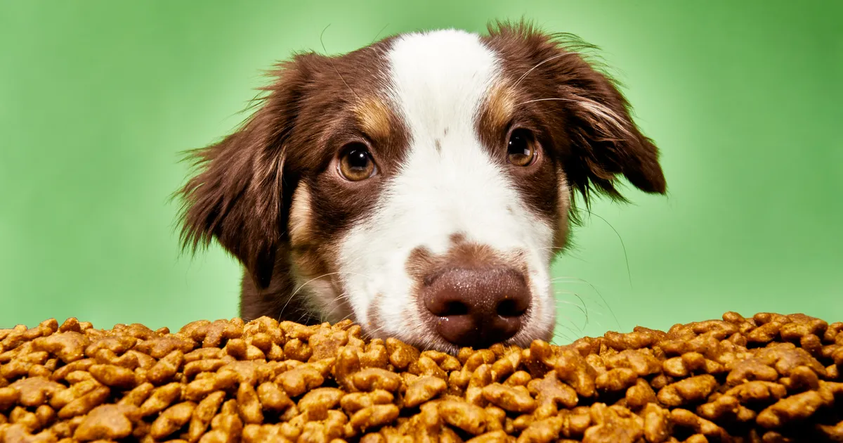 what do dogs eat