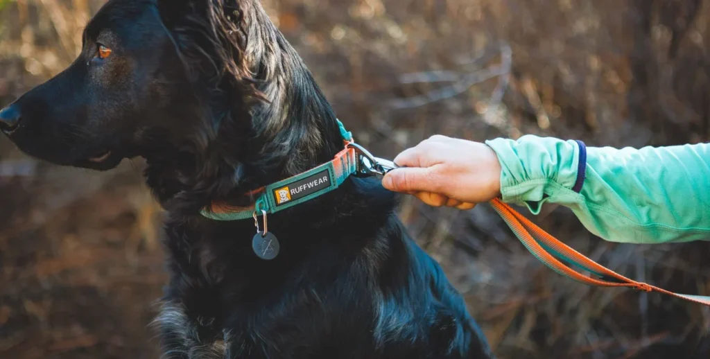 how tight should a dog collar be
