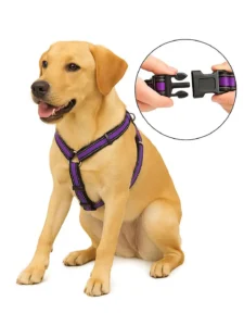 collar vs harness for dogs
