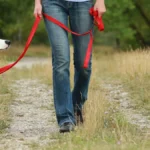 How to Train a Dog to Walk Nicely on a Collar