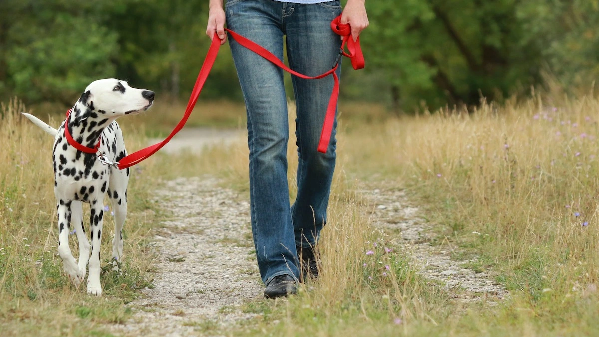 how to train a dog to walk on a collar