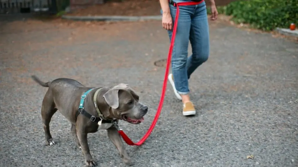 best leash length for walking your dog