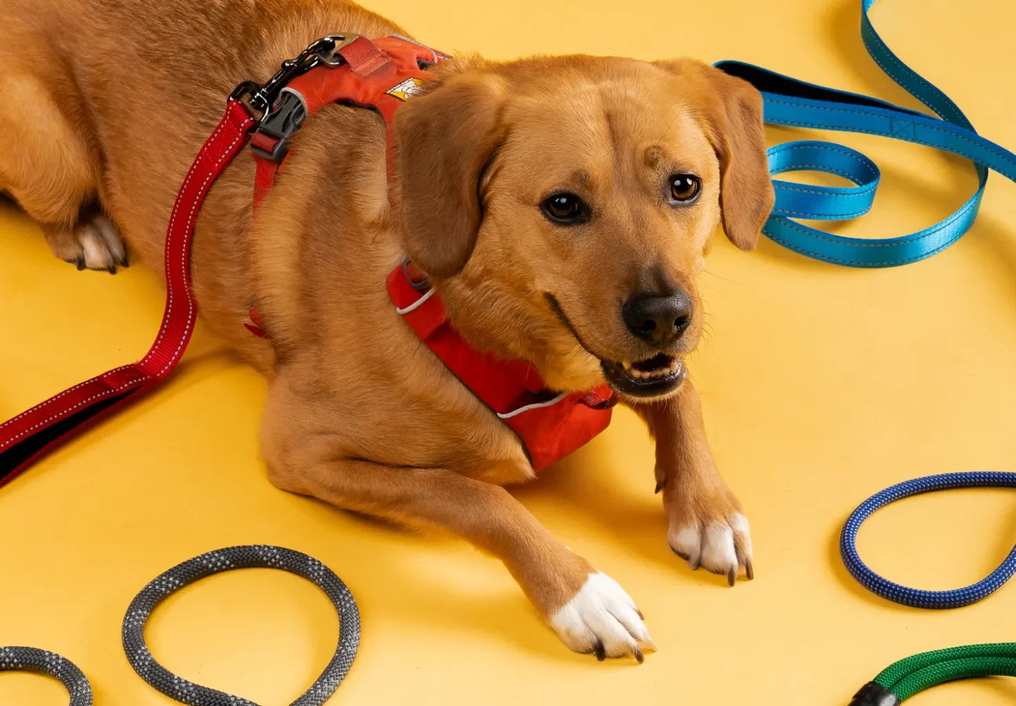 best leash length for walking your dog