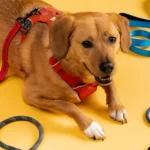 Best Leash Length for Walking Your Dog