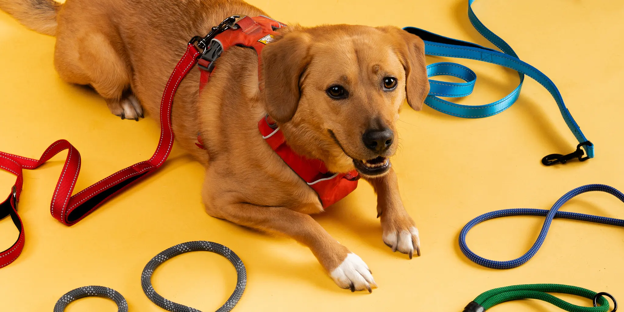 best leash length for walking your dog
