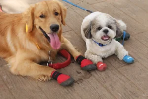 winter wear for dogs in cold climates