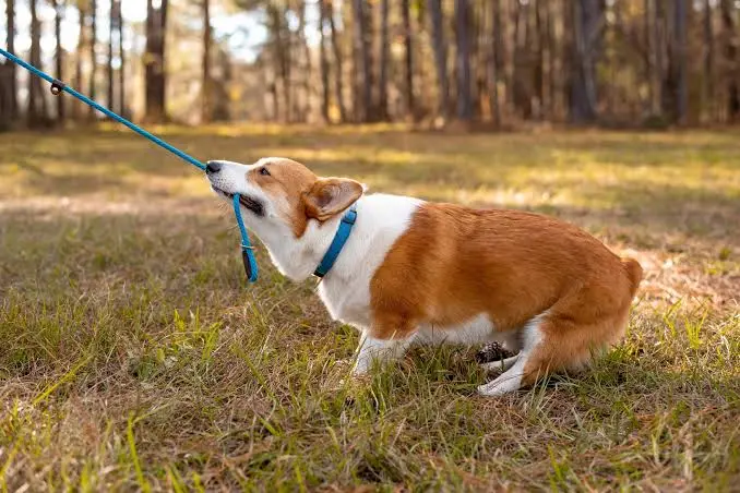 How to Stop Your Dog From Chewing the Leash