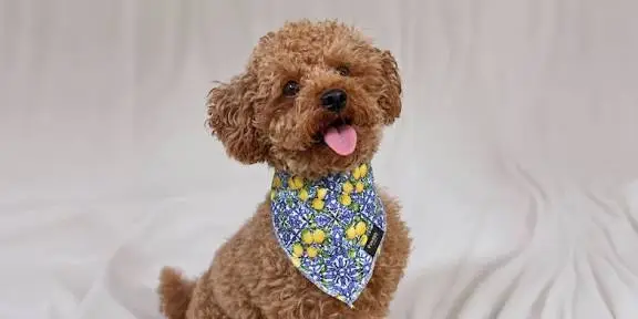 how to keep a dog bandana from falling off