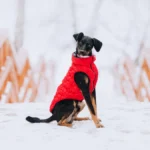 Top Picks: Winter Wear for Dogs in Cold Climates
